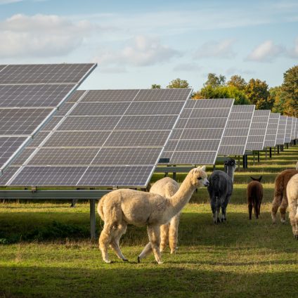 Rinnovabili • fotovoltaico biodiversità