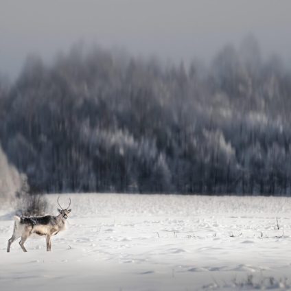 Rinnovabili • Clima dell’Artico: pioggia più frequente della neve nel 2100