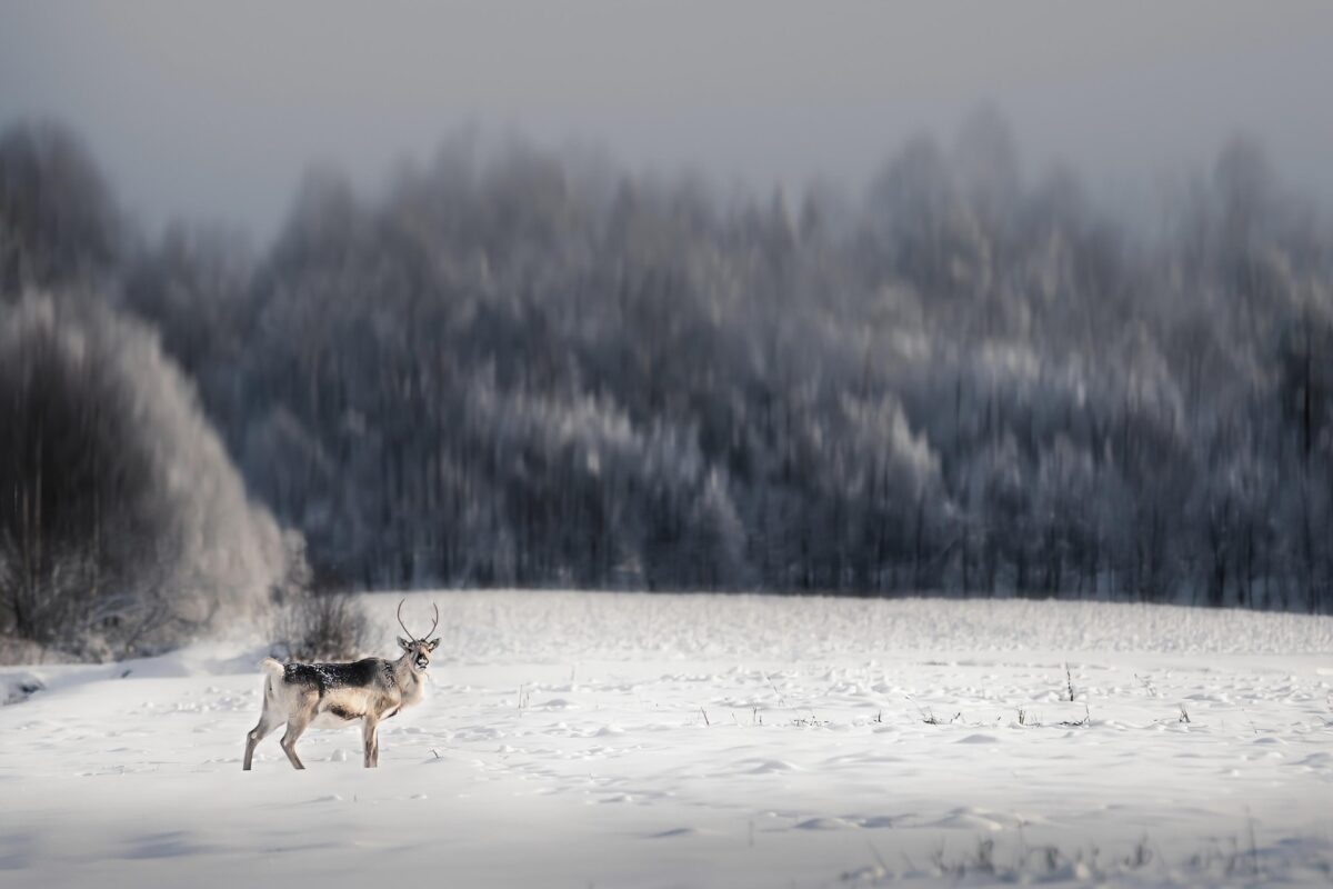 Rinnovabili • Clima dell’Artico: pioggia più frequente della neve nel 2100