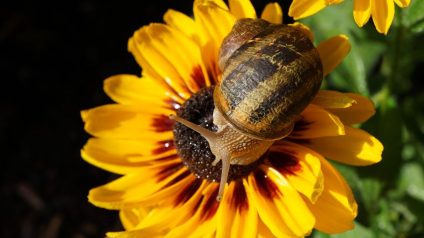 Rinnovabili • COP27 sul clima: un piccolo passo avanti verso la tutela della biodiversità