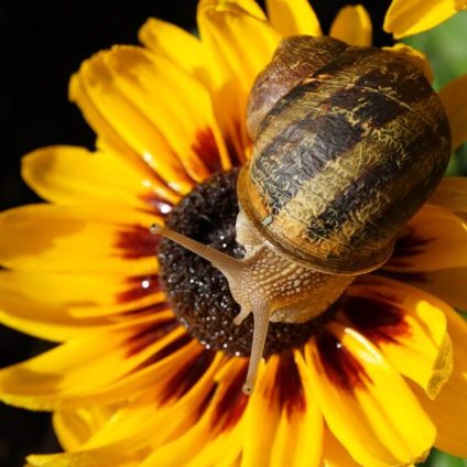 Rinnovabili • COP27 sul clima: un piccolo passo avanti verso la tutela della biodiversità