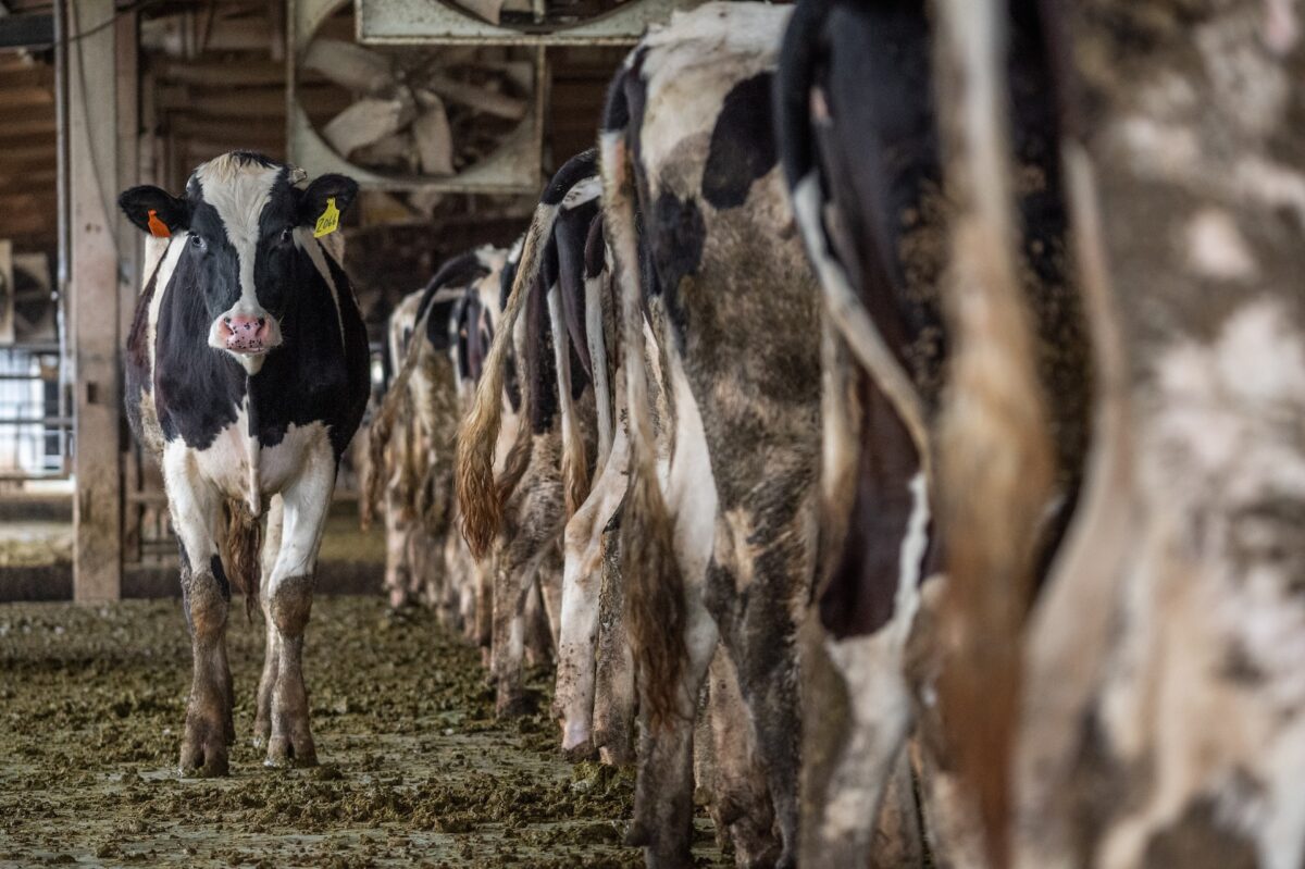 Rinnovabili • Emissioni di metano: identikit della bistecca che inquina come la Germania