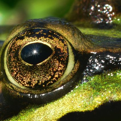 Rinnovabili • Perdita di biodiversità: luci e ombre dell’impegno delle aziende