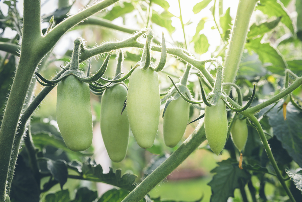 san marzano