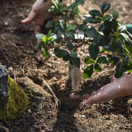 Rinnovabili • soluzioni basate sulla natura