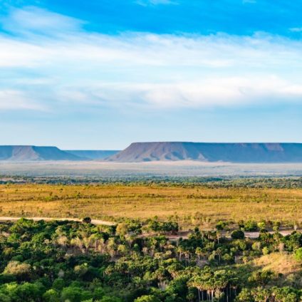 Rinnovabili • Cerrado brasiliano: in 1 anno distrutti 10mila km2 di savana tropicale