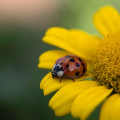 Rinnovabili • Declino degli insetti: calo degli impollinatori causa 427mila morti l’anno