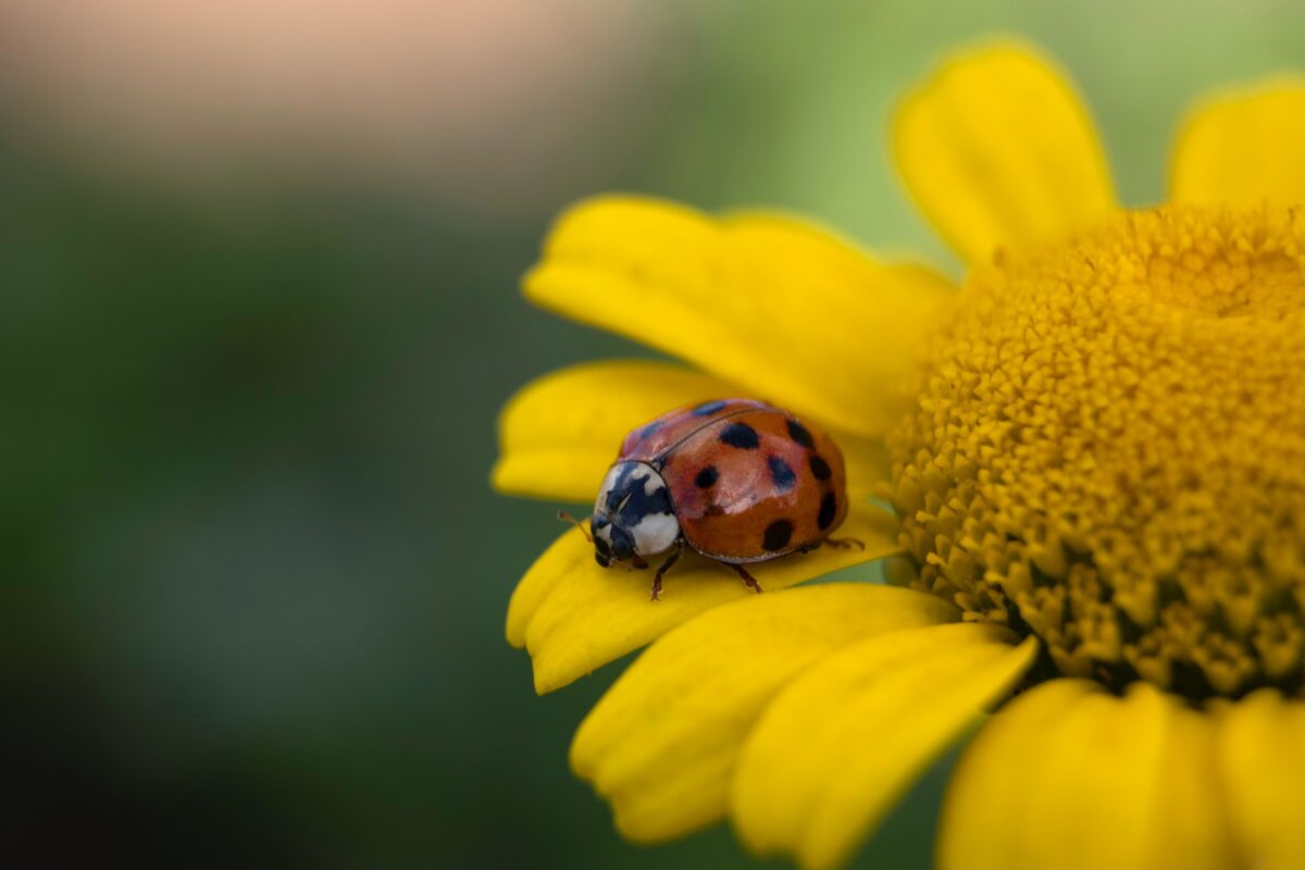 Rinnovabili • Declino degli insetti: calo degli impollinatori causa 427mila morti l’anno