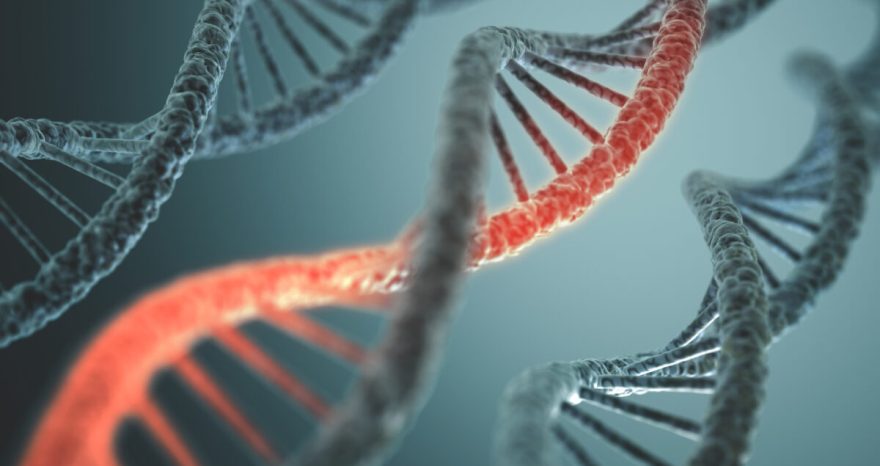 Rinnovabili • Spinta genetica: COP15, una moratoria sul gene drive?