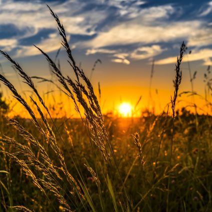 Rinnovabili • costi della sostenibilità agricoltura