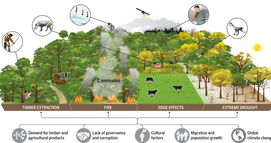 Rinnovabili • Degrado dell’Amazzonia: colpito ormai il 38% della foresta