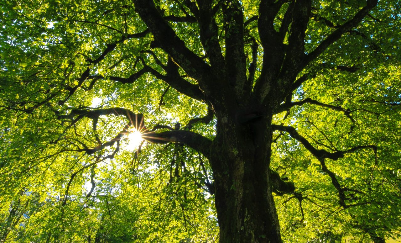 Rinnovabili • Risposta degli alberi al climate change: le foglie durano 1 mese in più