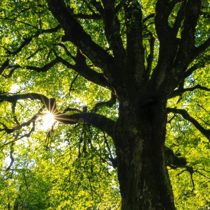 Rinnovabili • Risposta degli alberi al climate change: le foglie durano 1 mese in più