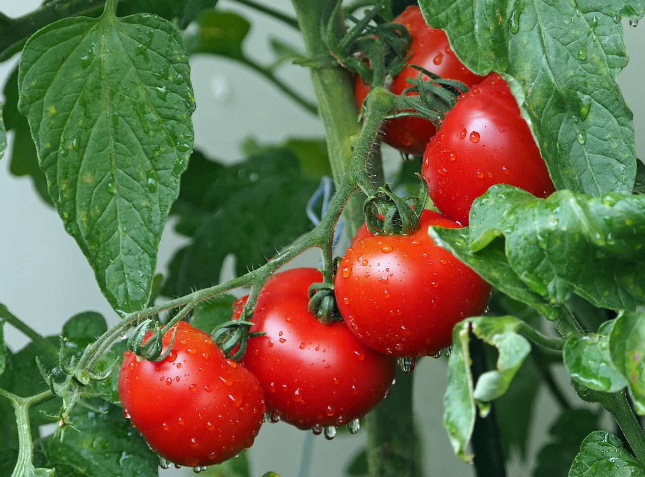 L'interno delle lattine rivestite con i residui di pomodoro