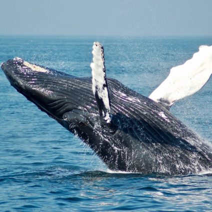 Rinnovabili • Trattato Onu sull’alto mare: accordo storico dopo 20 anni di negoziati