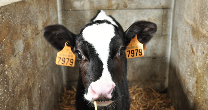 Rinnovabili • Bovini in Direttiva emissioni industriali: nessuno tocchi quelle vacche!