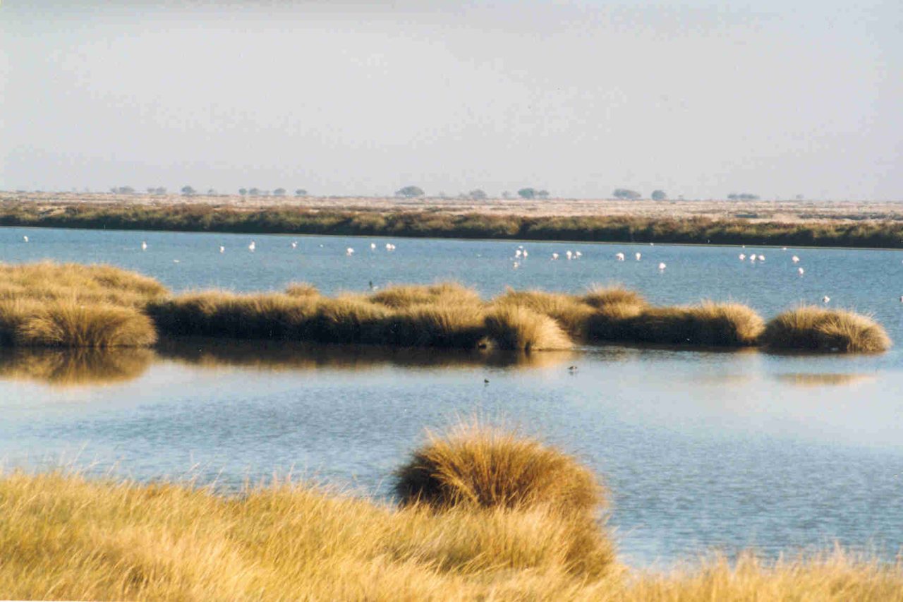 Rinnovabili • Zone umide: sotto attacco Doñana, patrimonio dell’umanità