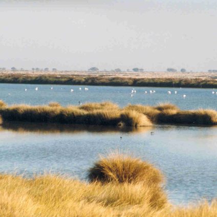 Rinnovabili • Zone umide: sotto attacco Doñana, patrimonio dell’umanità