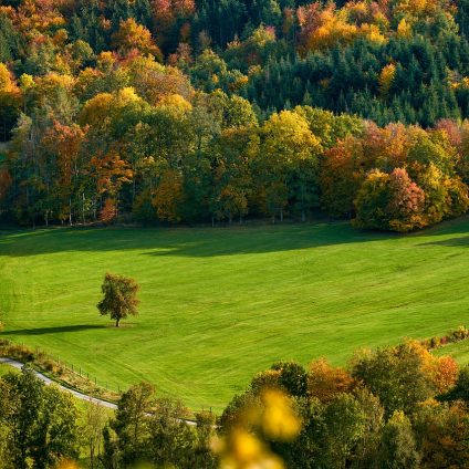 Rinnovabili • Declino delle foreste europee: anche -50% servizi ecosistemici