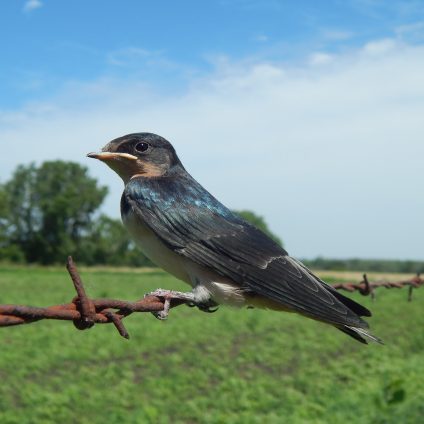 Rinnovabili • Scomparsa uccelli in Europa: l’ecatombe è colpa dell’agricoltura intensiva