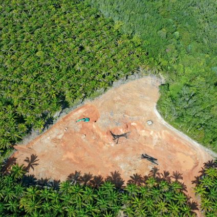 Rinnovabili • Distruzione foresta tropicale primaria: spariti 11 campi da calcio al minuto