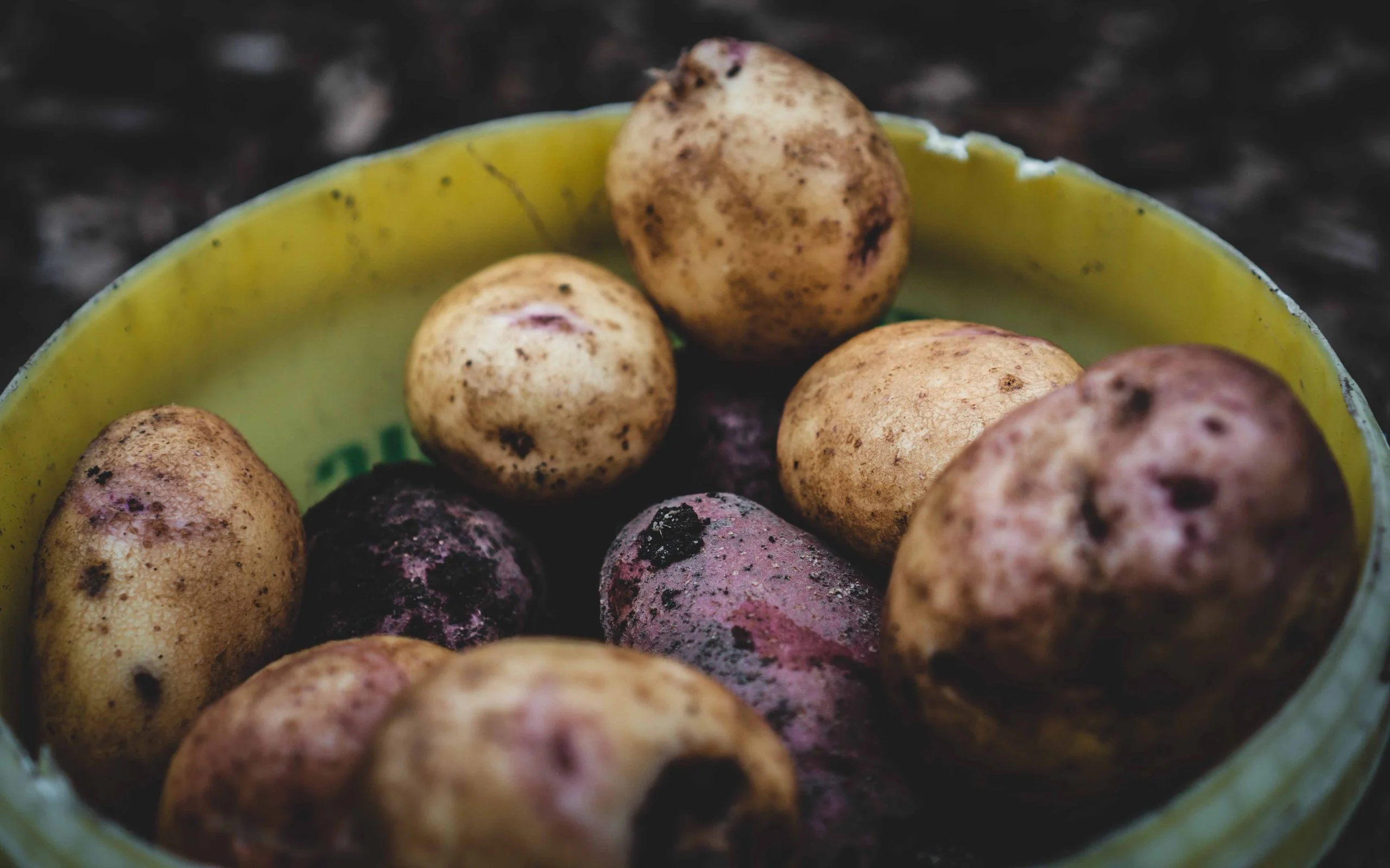 Potatoes Forever!, la filiera sostenibile europea delle patate