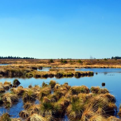 Rinnovabili • Legge sul ripristino della natura: il fronte del no gonfia i muscoli in UE