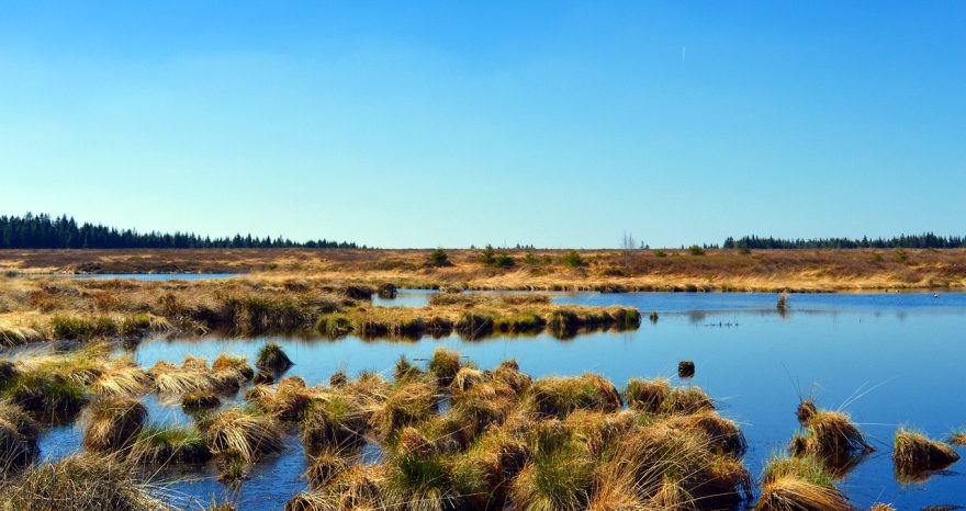 Rinnovabili • Legge sul ripristino della natura: il fronte del no gonfia i muscoli in UE