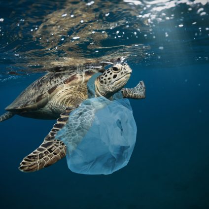 Rinnovabili • plastica negli oceani