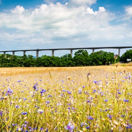 Rinnovabili • Ripristino della natura: l’Italia dice no