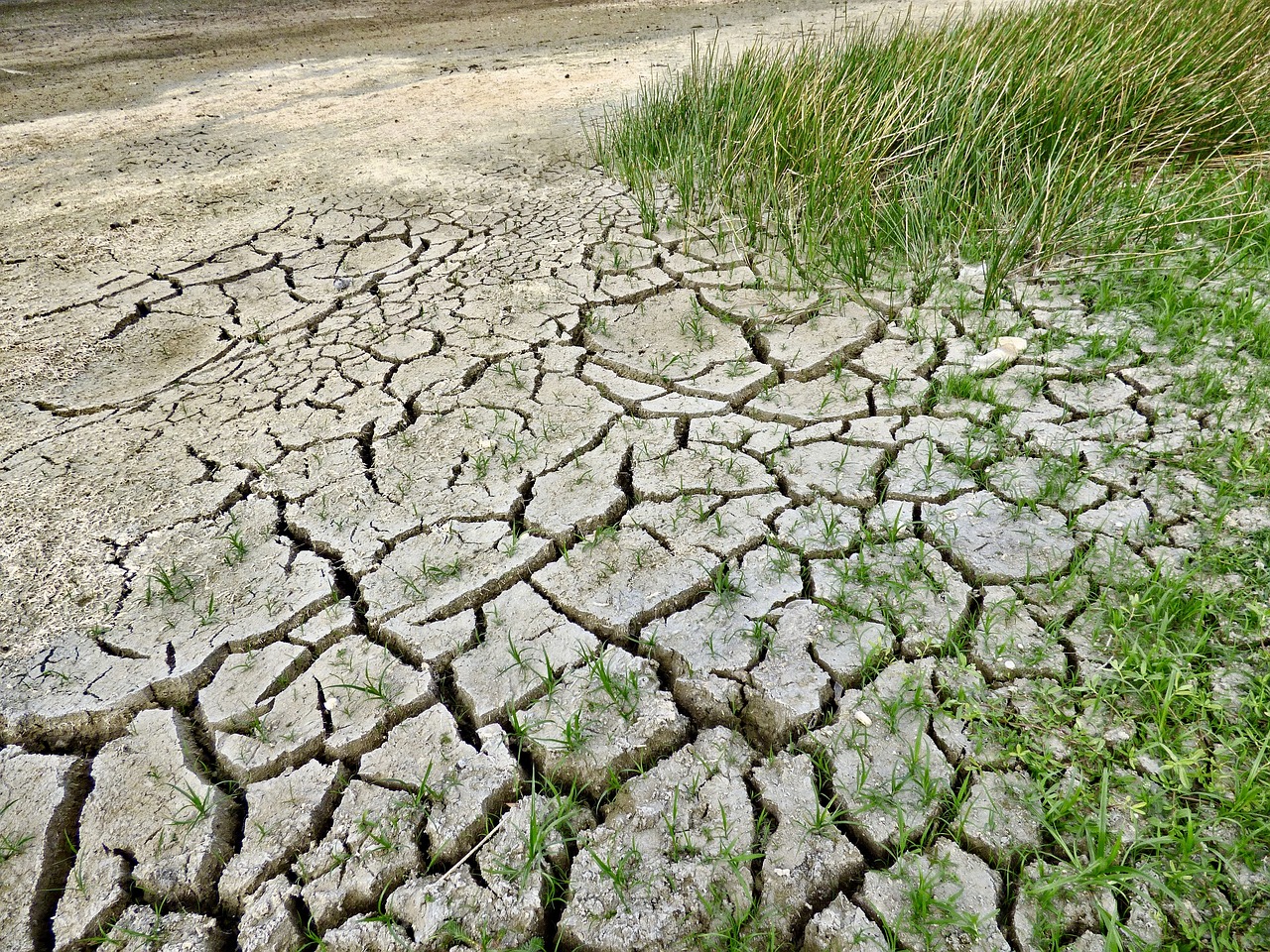 effetti del caldo agricoltura