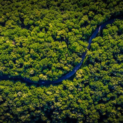 Rinnovabili • Deforestazione dell’Amazzonia: il ruolo delle banche globali