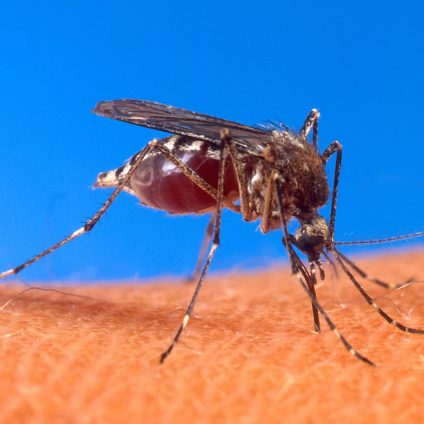 Rinnovabili • Infezioni virus dengue: OMS, a rischio metà popolazione mondiale