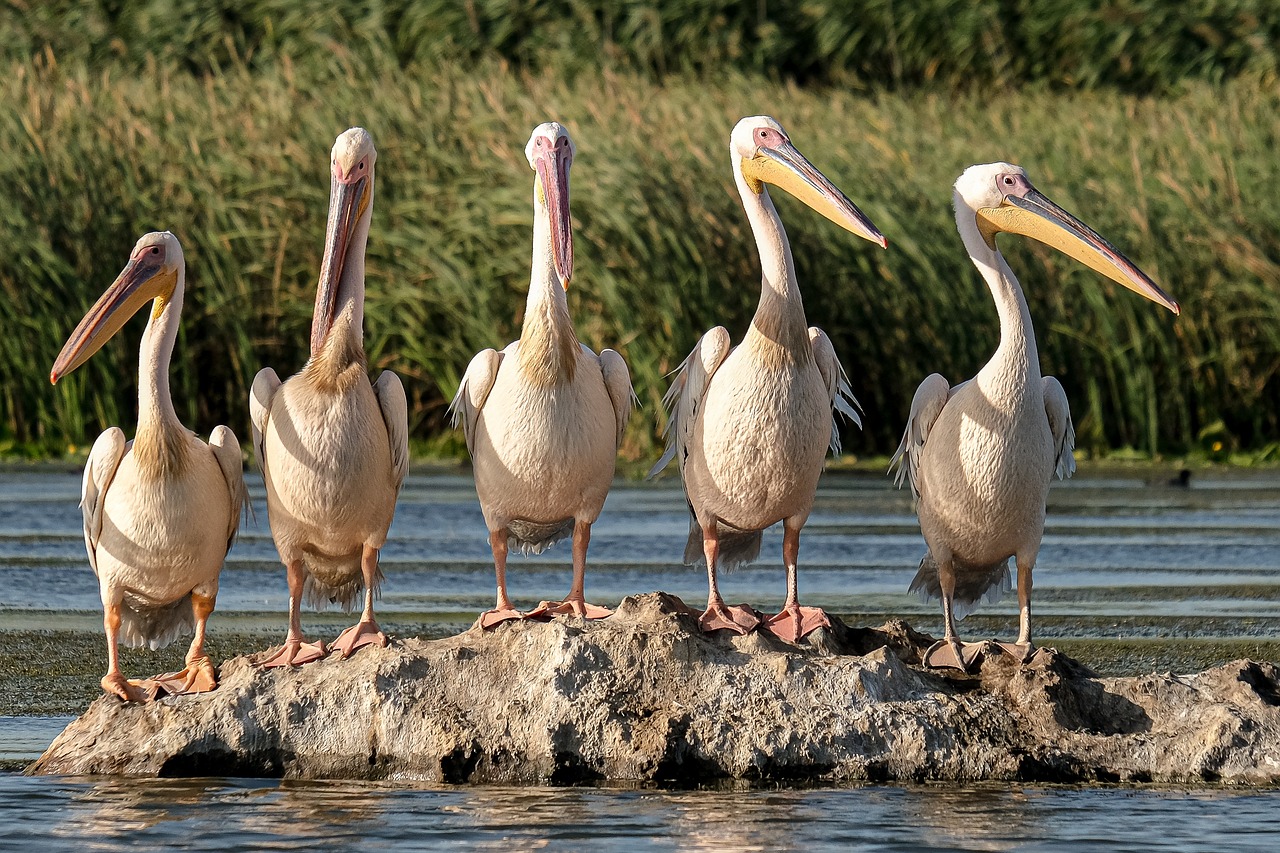 Rinnovabili • Protezione delle zone umide: USA, stop tutela per 235mila km2 di wetlands