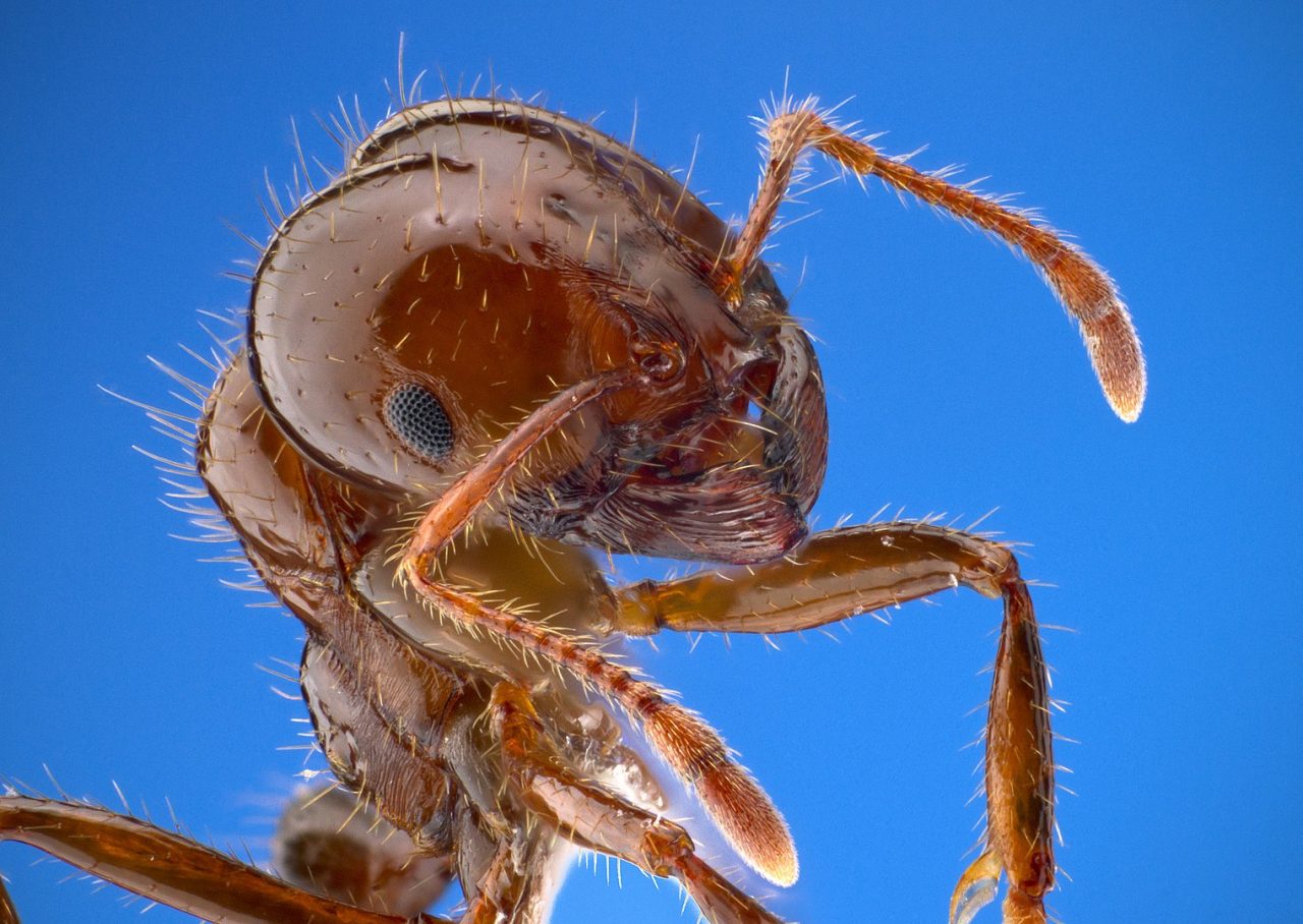 Rinnovabili • Formica di fuoco: in Sicilia la 1° colonia europea della specie invasiva