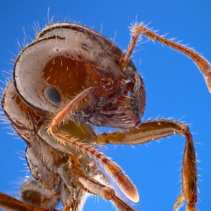 Rinnovabili • Formica di fuoco: in Sicilia la 1° colonia europea della specie invasiva