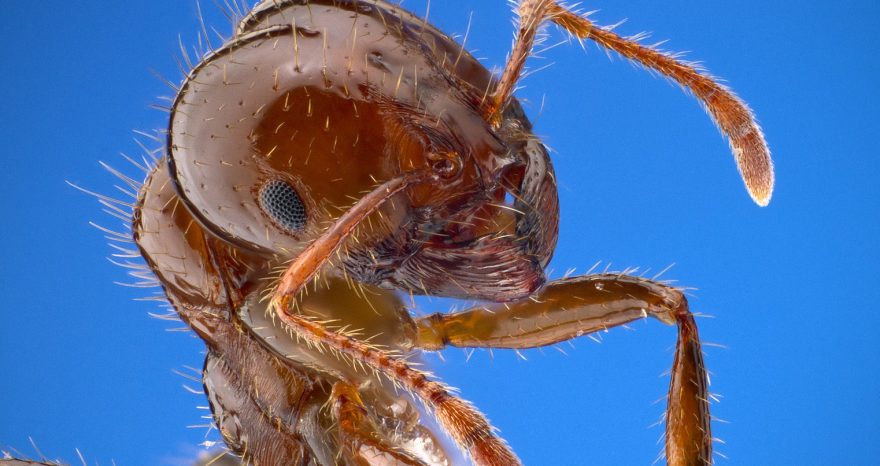 Rinnovabili • Formica di fuoco: in Sicilia la 1° colonia europea della specie invasiva