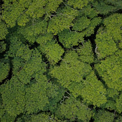 Rinnovabili • Deforestazione in Amazzonia: -57% a settembre