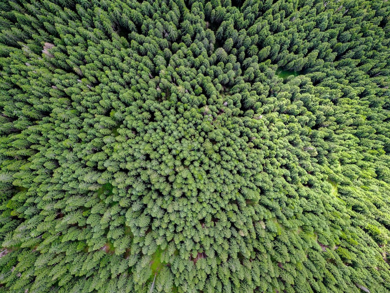 Rinnovabili • Pozzi di carbonio: le foreste boreali temperate giovani sono i migliori