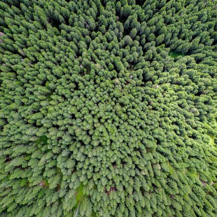 Rinnovabili • Pozzi di carbonio: le foreste boreali temperate giovani sono i migliori