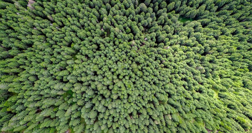 Rinnovabili • Pozzi di carbonio: le foreste boreali temperate giovani sono i migliori