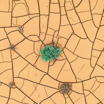 Rinnovabili • Siccità: il climate change può trasformare piante e foreste in emettitori netti