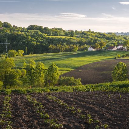 Rinnovabili • agroalimentare italiano