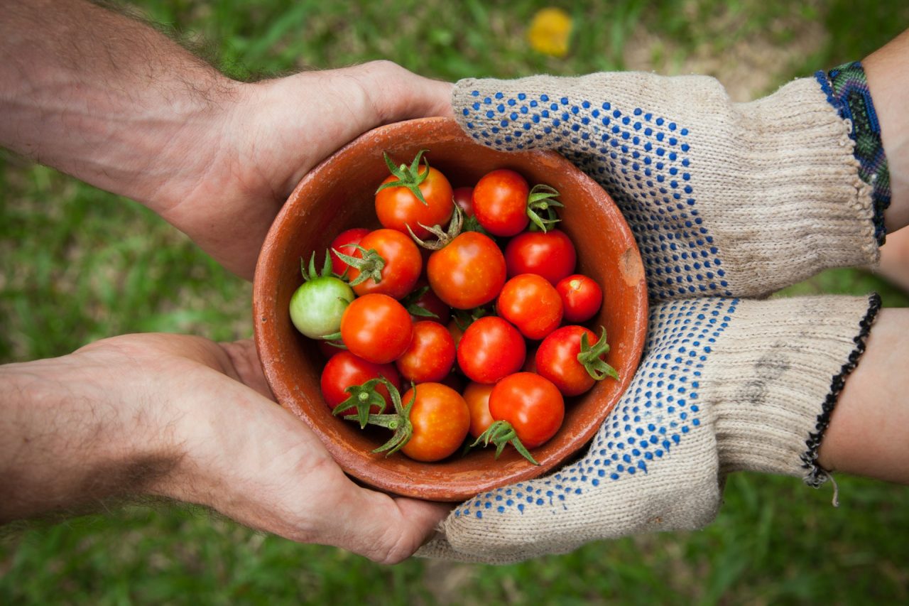 Rinnovabili • Rintracciabilità alimentare