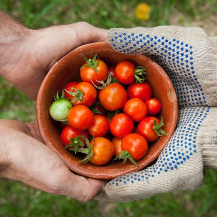 Rinnovabili • Rintracciabilità alimentare