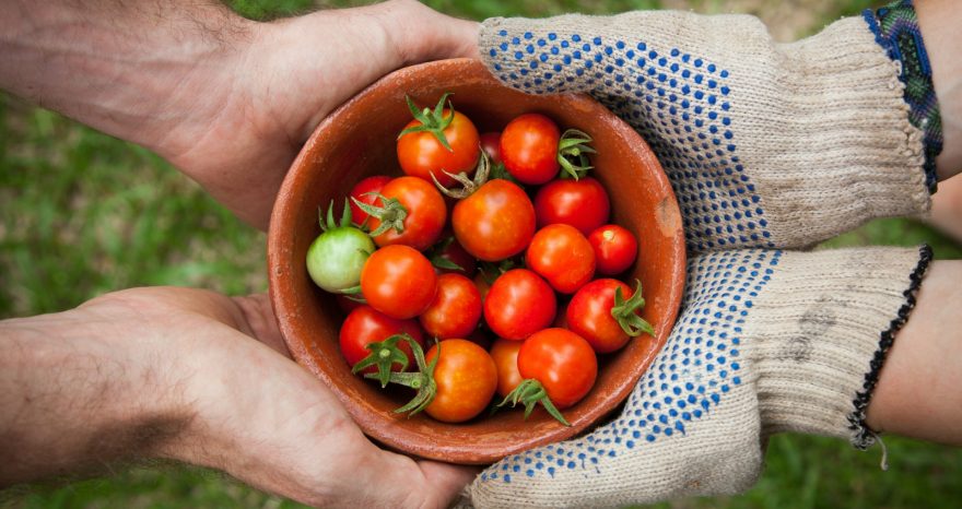 Rinnovabili • Rintracciabilità alimentare