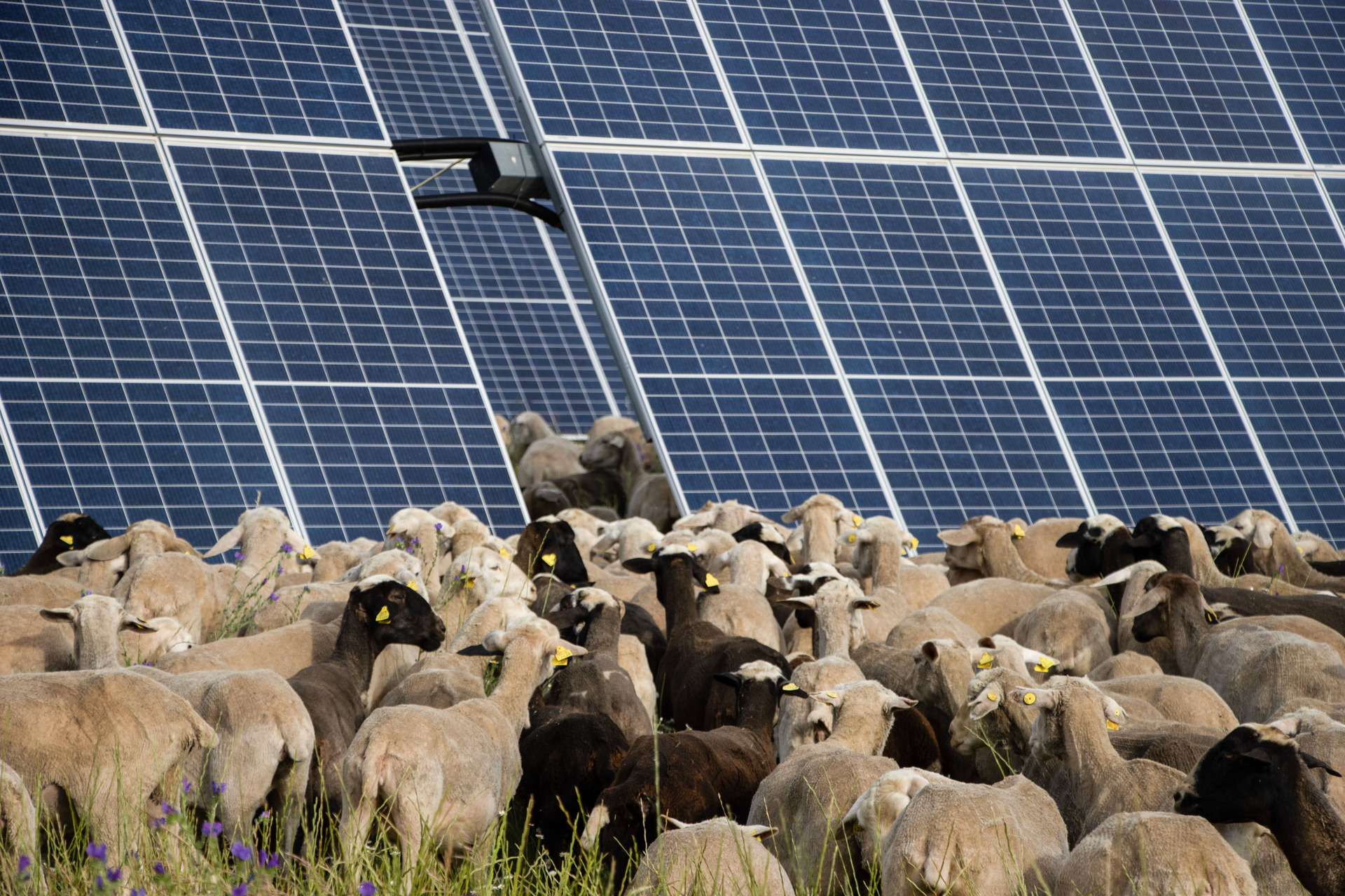 Agrivoltaico: la scommessa di Statkraft Italia, tra innovazione e cura del territorio