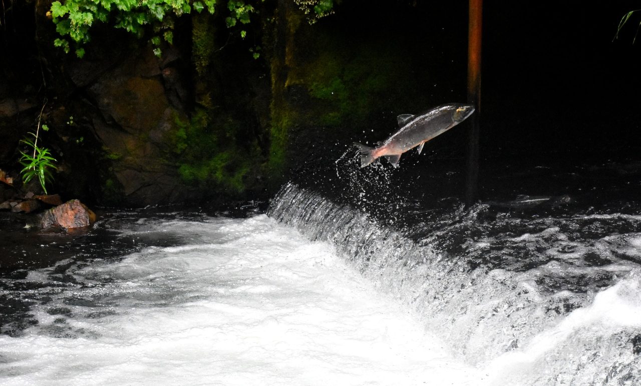 Rinnovabili • Rischio estinzione: riguarda 1 specie di pesci d’acqua dolce su 4