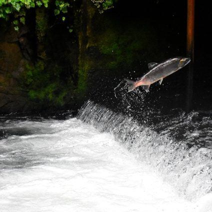 Rinnovabili • Rischio estinzione: riguarda 1 specie di pesci d’acqua dolce su 4