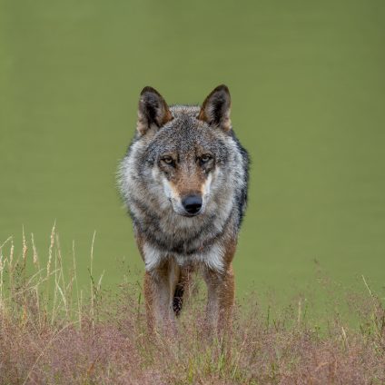 Rinnovabili • Status del lupo: l’UE vuole declassarlo a specie solo “protetta”